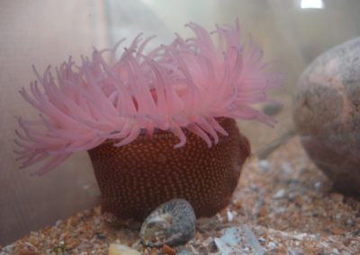 aquarium_anemone