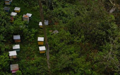 Cin’Action – Une terre sans abeilles ?