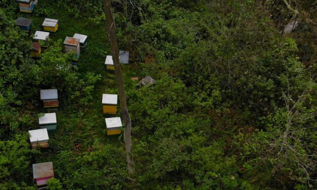 Cin’Action – Une terre sans abeilles ?