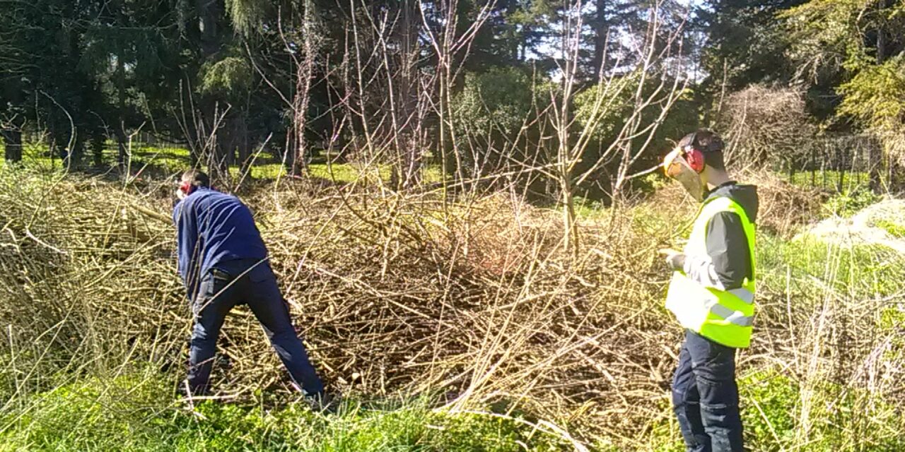 De la branche aux copeaux