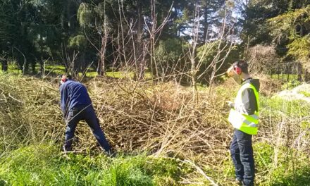 De la branche aux copeaux
