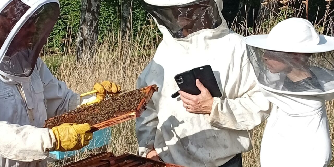 🐝 Vous avez dit Bzzzzz ?!!🐝