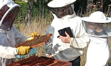 🐝 Vous avez dit Bzzzzz ?!!🐝